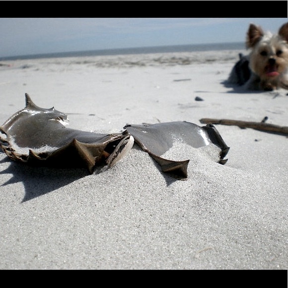 ⭐️GET TO KNOW ME YALL⭐️ POSHMARK AMBASSADOR II STATUS⭐️PUT A FACE TO MY CLOSET⭐️ - Picture 4 of 10